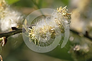 Close up image of seeds of Bebb\'s willow