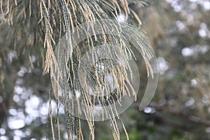 Close up image selective focus flowering casuarina tree