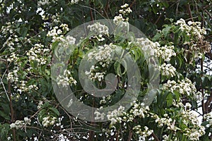 Close-up image of Seven sons tree in blossom