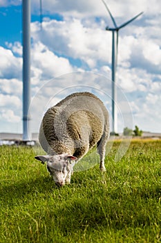 Close-up image of a sheep in a Dutch landscape with green grass and windmills. Ecology, wind energy and climate, concept