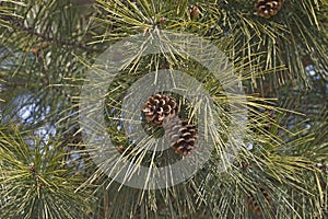 Close-up image of Shortleaf pine cones photo