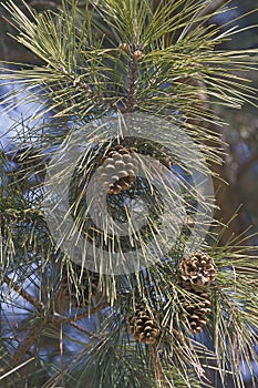 Close-up image of Shortleaf pine cones photo