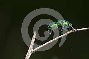 close up shot of the metallic Emerald Cuckoo Wasp photo