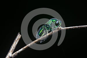 close up shot of the metallic Emerald Cuckoo Wasp photo