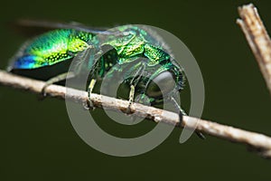close up shot of the metallic Emerald Cuckoo Wasp photo