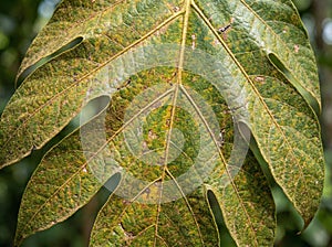 Close Up of Breadfruit Tree Leaf