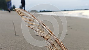 A Single Feather on a Sandy Beach