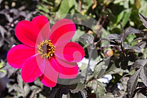 Close up image of a single cerise Dahlia Mystic Allure Flower