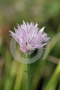 Close up image of single chive flower. Allium schoenoprasum