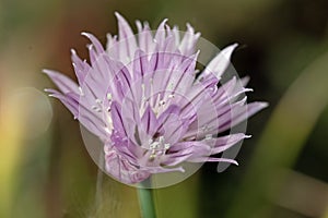 Close up image of single chive flower. Allium schoenoprasum