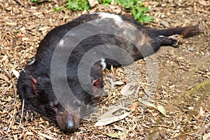 Close up image of a sleeping Tasmanian Devil