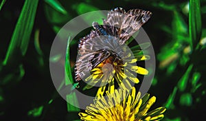 Close up image of a small brown butterfly, with spread wings sitting on yellow dandelion flower growing on a ground.