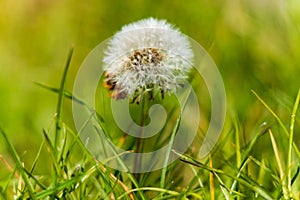 Close-up image of small dandelion flower with beautiful white crown with fresh grass around