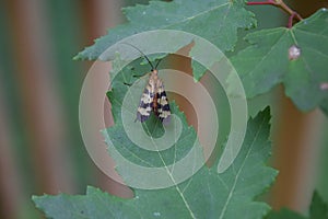 a small pattern-winged insect on a maple leaf