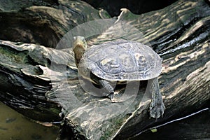 Close up image of small turtle