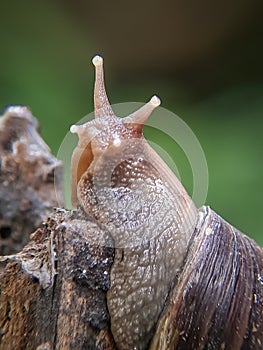 close up image of the snail.  mollusca, mollusk