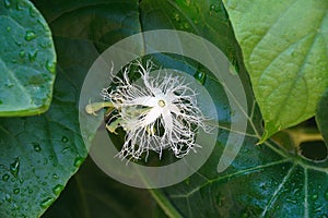 Close-up image of Snake gourd flower