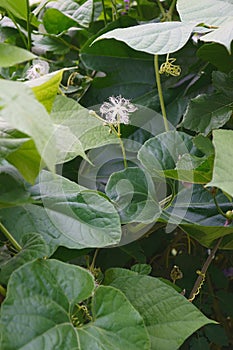 Close-up image of Snake gourd plants in blossom