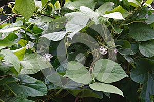 Close-up image of Snake gourd plants in blossom