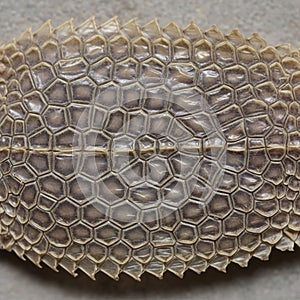 Close up image of snake skin showcasing a pattern of hexagonal and