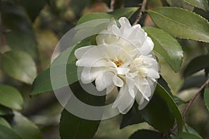 Close-up image of Snow Flury camellia flower