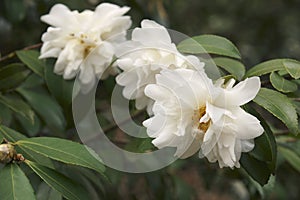 Close-up image of Snow Flury camellia flowers