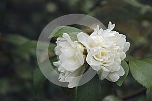 Close-up image of Snow Flury camellia flowers