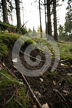 Soil under forest grass