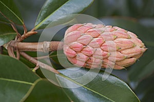 Close-up image of Southern magnolia fruit and foliage