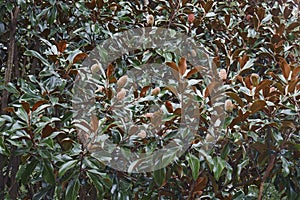 Close-up image of Southern magnolia fruits and foliage