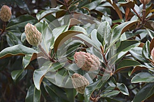 Close-up image of Southern magnolia fruits and foliage