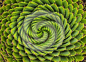 Close-up image of spiral aloe cacti