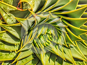 A close-up image of a spyral aloe abstract background