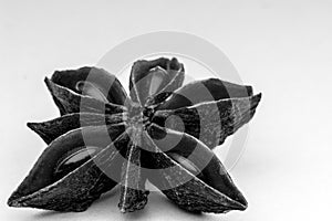 Close up image of a star anise  on white background