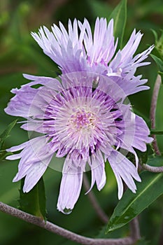 Close-up image of Stockesia flower photo