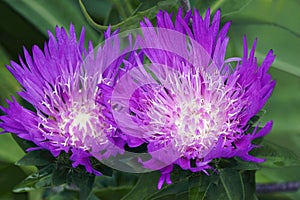 Close-up image of Stockesia flowers photo