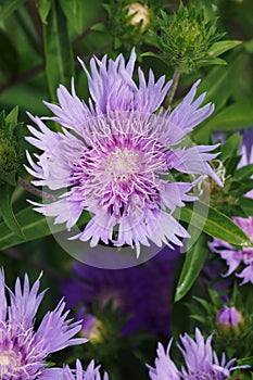 Close-up image of Stockesia flowers photo
