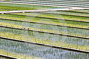 Close up image of straight rows of green rice asian fields. Natural background