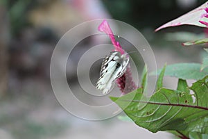 Close-up image of stripped Pioneer White or Indian Caper White butterfly resting on pink colour woolflowers or cockscomb flower