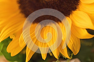 Close up image of SunFlower Background with real beautiful bokeh.