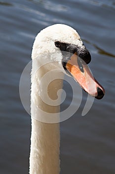 A close up image of a swan swimming on The River Avon in the UK