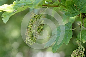 Close up image of sycamore maple leaves and flower