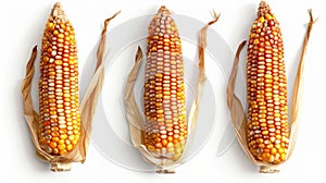 Close-up image of three ears of corn on a white surface