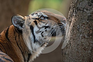 Close-up image of a tigress sniffing a tree bark