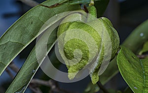 close up of the tiny soursop fruit bud on the stem.