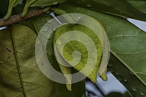 close up of the tiny soursop fruit bud on the stem.