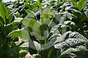 Close-up image of tobacco Nicotiana plant in a field.