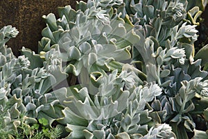 Close-up image of Topsy turvey echeveria