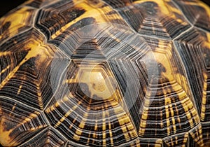 Close-up image of a tortoise shell featuring a geometric pattern of scutes