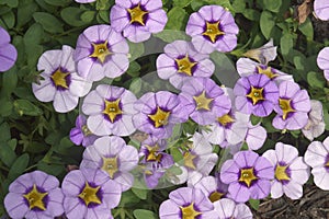 Close-up image of Trailing perunia flowers